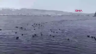 Karlı Abant Gölü'nün Büyülü Manzarası