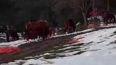 Yılkı Atları İçin Kış Yardımı: Belediye Harekete Geçti