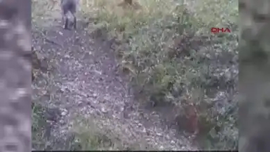 Bolu Ormanlarında Yaban Hayatı Görüntülendi