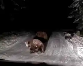 Bolu'da Karlı Yolda Boz Ayılar Görüntülendi!