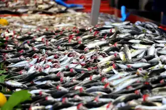 Bolu'da Hamsi Yok, İstavrit Fiyatları Arttı