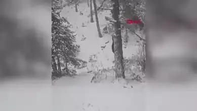 Kış Uykusu Yatmayan Ayı Anne ve Yavrusu Görüntülendi!