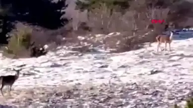 Bolu Seben'de Karaca Sürüsü Yaylaya İndi