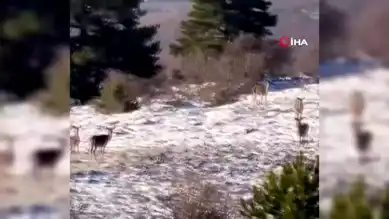 Bolu'da Kar Yağışı Sonrası Karaca Sürüsü Görüntülendi