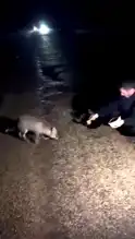 Piknikte Tilki Ziyafeti!