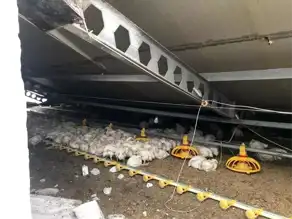 Bolu'da Kar Yağışı Tavuk Kümesini Yıkıttı