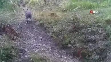 Bolu Ormanlarında Yaban Hayatı Görüntülendi