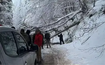 Doğa Harikası Yolda Ağaç Devrildi, Trafik Kapatıldı!