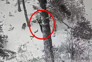 Kış Uykusuna Yatmayan Ayı ve Yavrusu Görüntülendi!