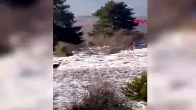 Yedigöller'de Kızıl Geyik Görüntülendi!