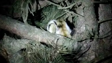 Ağaçta Mahsur Kalan Kedi Kurtarıldı!