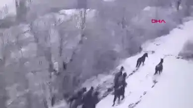 Yılkı Atları Karlı Yaylada Dans Etti