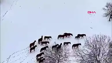 Yılkı Atlarına At Yaylası'nda Yem Desteği