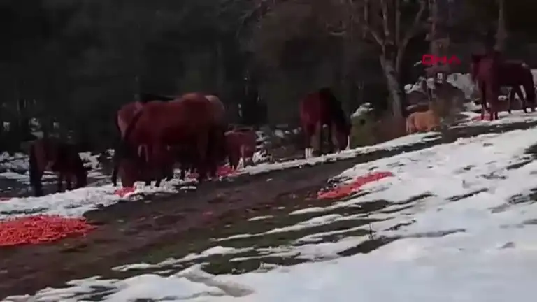 Yılkı Atları İçin Kış Yardımı: Belediye Harekete Geçti