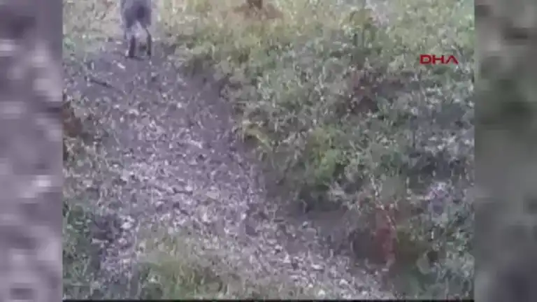 Bolu Ormanlarında Yaban Hayatı Görüntülendi