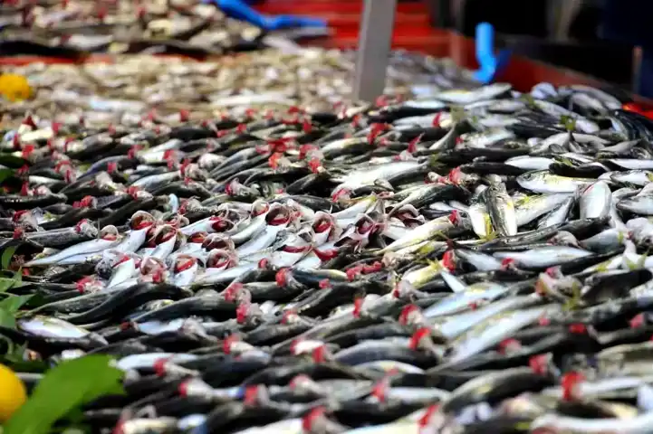 Bolu'da Hamsi Yok, İstavrit Fiyatları Arttı