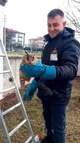 Bolu'da Mahsur Kalan Baykuş Kurtarıldı