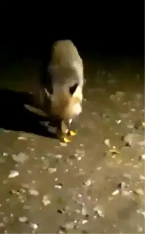 Bolu'da Tilkiye Cips İkramı: Gölköy Barajı'nda Sıradışı Anlar
