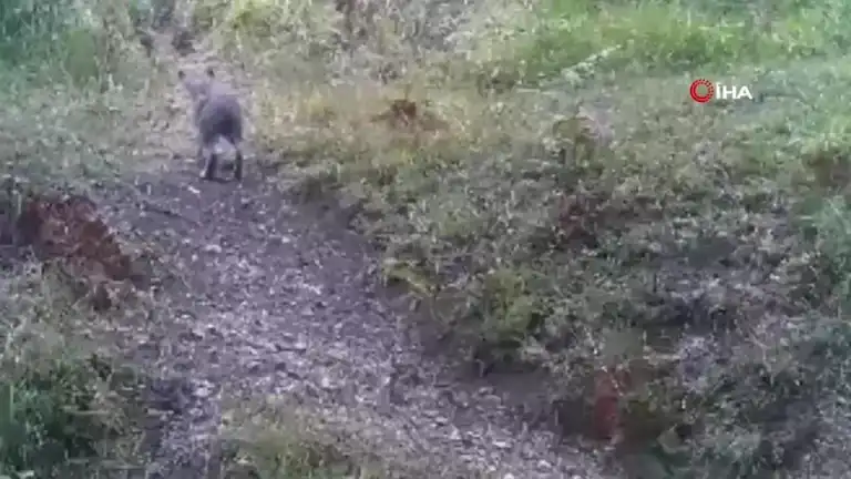 Bolu Ormanlarında Yaban Hayatı Görüntülendi