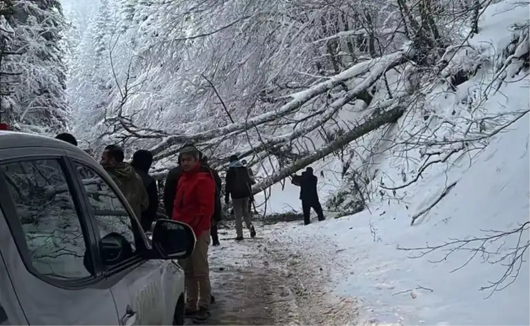 Doğa Harikası Yolda Ağaç Devrildi, Trafik Kapatıldı!