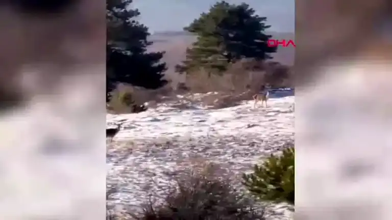 Yedigöller'de Kızıl Geyik Görüntülendi!