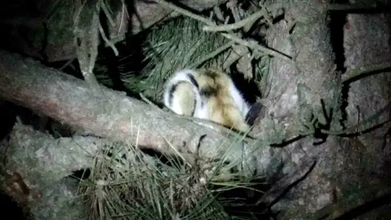 Ağaçta Mahsur Kalan Kedi Kurtarıldı!