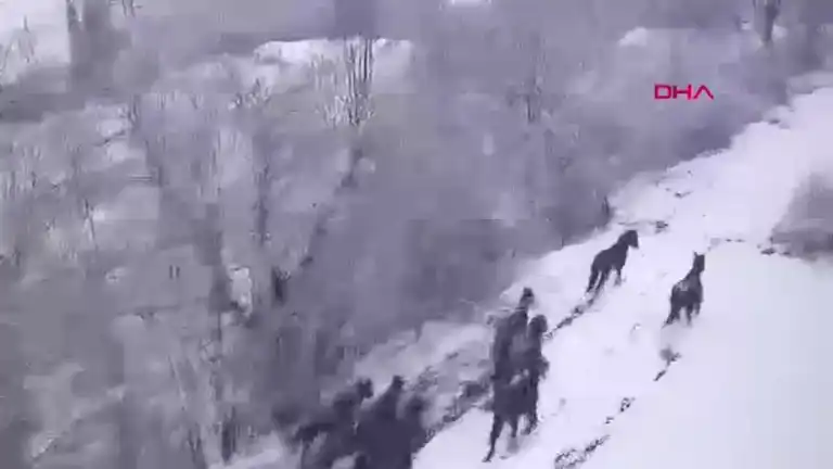 Yılkı Atları Karlı Yaylada Dans Etti