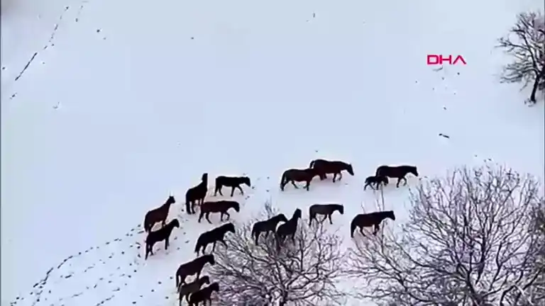 Yılkı Atlarına At Yaylası'nda Yem Desteği